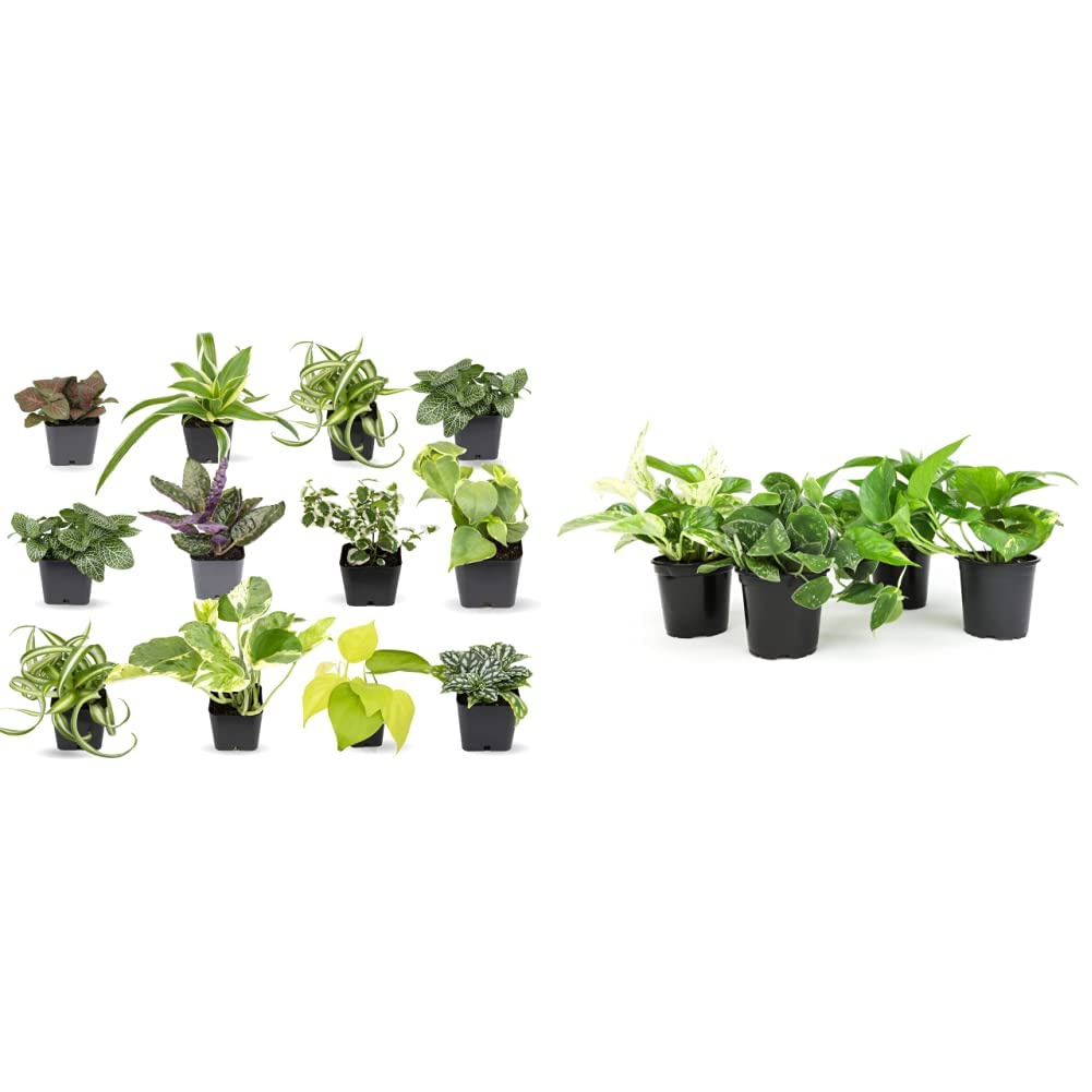 Amazon.com : Live Indoor Plants Bundle - Pothos, Dieffenbachia